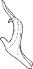 Aedeagus, lateral view on Asymmetrasca lutowa (Dworakowska, 1971): Aedeagus (paratype), lateral view. (Observation).