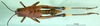 CollectionObject 1501160; 014955bc-6c94-4eeb-8b02-ebaf5b188781: female, dorsal view (syntype). (CollectionObject).