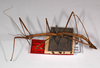 CollectionObject 1563571; 933df58e-b954-4a25-86f1-aed56a6561ba: copyright ZMHB, Berlin. male, lateral view (syntype). (CollectionObject).