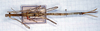 CollectionObject 1557524; 3922f97c-5c9f-4cb8-929c-ccb895023e77: copyright MSNG. female Paraclonaria longelaminata (syntype). (CollectionObject).