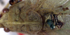 CollectionObject 1517399; 0ff29259-0938-49cc-8771-dabbe1fa9932: male pronotum, dorsal view (holotype). (CollectionObject).