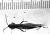 CollectionObject 1543643; e49ed536-44f1-4482-ae8e-cbc5f6458f8c: Image Carbonell, C.S. male, dorsal view (holotype). (CollectionObject).