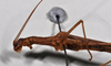 CollectionObject 1562255; ff526b5a-a05b-454f-9b41-73924e8f6da4: copyright NTUC. male: head and thorax, lateral view (holotype). (CollectionObject).