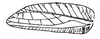 Liocentrum aduncum Karsch, 1891: Fig. 10. male left tegmen (33-40 mm). (Otu).
