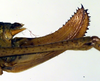 CollectionObject 1502544; 47b4617a-2376-404f-96d7-bd27898e211f: ovipositor (paratype). (CollectionObject).