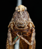 female, frontal view (syntype of Acrydium cristatum). Depicts CollectionObject 1597478; UZIU Thunberg Collection nr 22217, c80e386a-5279-4bbc-88c8-ff624b5b0b31, a CollectionObject.