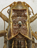 CollectionObject 1534967; 8dd7d2dd-75e0-4986-8840-160707c6e99a: male pronotum, dorsal view (lectotype). (CollectionObject).