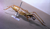CollectionObject 1541579; b3500632-4053-4d59-a5b3-b46e6b6cafb4: male habitus lateral view. (CollectionObject).