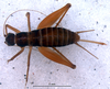 CollectionObject 1581883; d052722c-7276-4c6a-9b7e-d081e2d295d7: female, dorsal view (allotype). (CollectionObject).