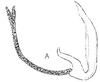 Aedeagus, lateral view: !! display not done !! on Stirellus picinus elegantulus Linnavuori, 1954: aedeagus/connective, laterally. (Observation).