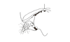 Leptomerinthoprora brevipennis Rehn, 1905: Fig. 3B. male cercus, deflected laterally, from above. (Otu).
