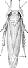 Habitus, dorsal view: !! display not done !! on Empoasca (Empoasca) fabae (Harris, 1841): Habitus. (Observation).