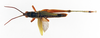 CollectionObject 1501023; 38609b38-5c33-49b4-9c1b-07854629882e: male, dorsal view (holotype of Chlorizeina elegans). (CollectionObject).