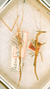 CollectionObject 1561488; 70527c73-d9a3-417f-b716-91f9b9bebfb7: copyright ANSP. male and female (syntypes). (CollectionObject).;CollectionObject 1561489; ac8c8295-6c8b-4679-b7d5-9f389bd2723c: copyright ANSP. male and female (syntypes). (CollectionObject).