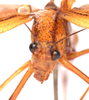 CollectionObject 2628033; CNMS 45, 17debbbe-5e64-4c0b-b21e-485a9d81dbb3, CNMS 45: front view. male (paratype). (CollectionObject).
