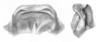 Ceuthophilus (Ceuthophilus) divergens Scudder, 1862: Figs. 65-65a. epiphallus. (Otu).