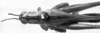 CollectionObject 1564558; NMW 20.397, 3e9f174d-3fb8-47cd-9e33-7a2f5bc37195: Image Carbonell, C.S. male, dorsal view (paralectotype). (CollectionObject).