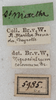 CollectionObject 1532278; NMW 5985, 33e88340-f568-4954-9743-c8c7fdac90e3: labels (holotype). (CollectionObject).