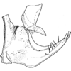 Pygofer, lateral view: !! display not done !! on Smyga distincta Dworakowska, 1995: pygofer or process. (Observation).