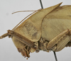 CollectionObject 1539574; 5b5217e5-88dd-4d19-905c-23190f59f00b: female pronotum, lateral view (holotype). (CollectionObject).