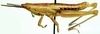 Afrosphena picticeps (Bolívar, 1904): as Afrosphena picticeps. male, lateral view. (Otu).