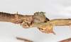 CollectionObject 1556949; NMW 75, afd5275d-2eac-4af4-8981-35733d0678a6: copyright NMW. female: head, lateral view (holotype). (CollectionObject).