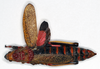 CollectionObject 1535541; 3ea8efc2-c529-4eb9-9215-19752183809b: female, dorsal view (holotype). (CollectionObject).