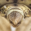 Terminalia, in situ on Exortus punctifer (Walker, 1851): (Observation).