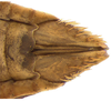 Other on Coarctana vilavelha Domahovski & Cavichioli, 2023: Female paratype [DZUP]: distal portion of abdomen, ventral view. (Observation).
