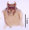 CollectionObject 1522886; fc867b71-6f56-44cf-8576-18718d26c726: Male genitalia, ventral view (holotype). (CollectionObject).