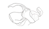 Dichroplus mantiqueirae Ronderos, Carbonell & Mesa, 1968: Fig. 105. cingulum and endophallus, lateral view. (Otu).