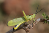 Phymateus (Phymateus) viridipes viridipes Stål, 1873: 2010. male (N Kilimanjaro, Legumishera). (Otu).