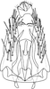 Pygofer, ventral view: !! display not done !! on Matsumurasca (Matsumurasca) diversa (Vilbaste, 1968): Subgenital plate (after Anufriev, 1973). (Observation).