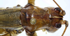 CollectionObject 1566940; bd5594d7-b340-45a4-9ab9-43de97101d6e: female, head and pronotum, dorsal view (holotype). (CollectionObject).