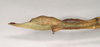 CollectionObject 1563705; NHMUK(SF IMPORT DUPLICATE) BMNH#845349, 383cc2a5-0e45-4be8-8134-ff451259e2ee: copyright Natural History Museum, London. female: end of abdomen, lateral view (holotype). (CollectionObject).