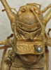CollectionObject 1535997; 9e6fa90e-e92f-4f78-a35e-c829aa77fce1: female pronotum, dorsal view (syntype). (CollectionObject).