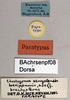 CollectionObject 1575284; 96d4f923-8357-4898-a0f7-5fc8cfd38b78: female, labels (paratype). (CollectionObject).