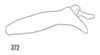 Anal tube processes: !! display not done !! on Xenoliarus montanus (Metcalf, 1923): (Observation).