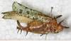 CollectionObject 1532956; 5c91349d-23fe-4c0e-a6ee-05441b5ba550: female, lateral view (lectotype). (CollectionObject).