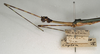 CollectionObject 1560585; NMW 1119, 40d7b3fc-f1a2-4c73-ba92-8acdf9cccfea: copyright NMW, Vienna. male: head and thorax, lateral view (holotype). (CollectionObject).