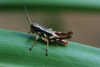 FieldOccurrence 72; de2f4d3a-da9d-4a7e-9b72-637c5d8c163d; Tanzania
forest above Morningside Uluguru, 2016/02/??: male. (FieldOccurrence).