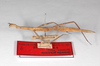 CollectionObject 1563545; 0d1ac188-f02d-45c5-8a87-321a121be81d: copyright ZMHB, Berlin. female, lateral view (syntype). (CollectionObject).