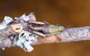 CollectionObject 2014610; 09e3c5fe-9b46-4da8-9ba9-6c859f5ec16c: female alive in dorsal view. (CollectionObject).