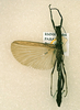 CollectionObject 1563039; dc771b13-876a-4b7d-92e7-5cbeb2354ec1: copyright RMNH, Leiden. female of synonym Presbistus moharii (paratype). (CollectionObject).