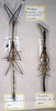 CollectionObject 1557665; c91ba83a-adff-4538-bfe4-df7fd63a4eef: copyright MSNG. female juv. (holotype - on right). (CollectionObject).