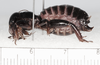 CollectionObject 1591140; af8dc7ab-f878-4854-88a4-30b7ab622759: female, lateral view (holotype). (CollectionObject).
