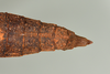 CollectionObject 1562229; 3d2923c1-8c94-4c3e-8098-a3b8dc45ed1c: copyright USNM, Washington. female: end of abdomen, dorsal view of synonym Tisamenus atropos (holotype). (CollectionObject).