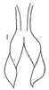 Connective on Chaparea Linnavuori, 1959: connective, ventrally. (Observation).