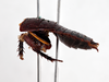 CollectionObject 1863344; a7119772-aff1-4efb-a780-bbb60a734b7e: (CollectionObject).