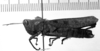 CollectionObject 1530122; a77293f9-6e69-4232-a4a3-a920279be6e0: Image Carbonell, C.S. female, lateral view (holotype of Phaeoparia maculipennis). (CollectionObject).